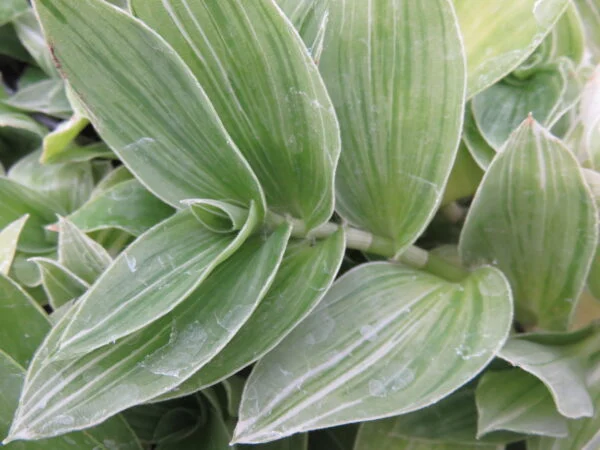 Tradescantia (Continental Group) albovittata, pianta da interno e da esterno