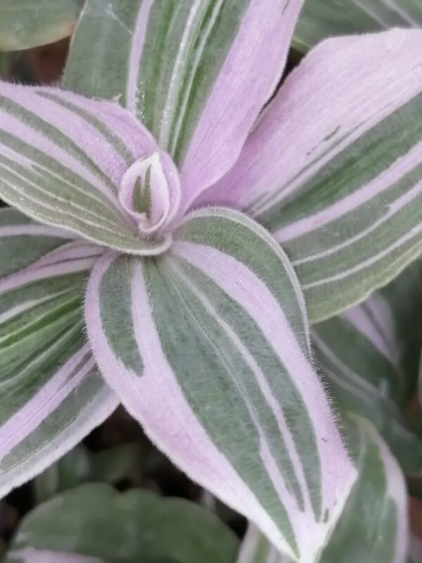 Tradescantia (Continental Group) Pink Dragon, sin. Pink Furry, foto 5