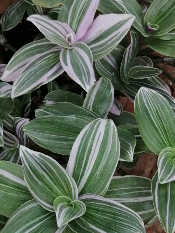Tradescantia (Continental Group) Pink Dragon, sin. Pink Furry, foto 2