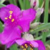 Tradescantia Satin Doll (Andersoniana Group), pianta da interno