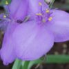 Tradescantia Leonora (Andersoniana Group), pianta da interno