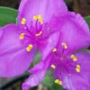 Tradescantia Rubra (Andersoniana Group), pianta da interno