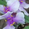 Tradescantia Bilberry Ice (Andersoniana Group), pianta da esterno