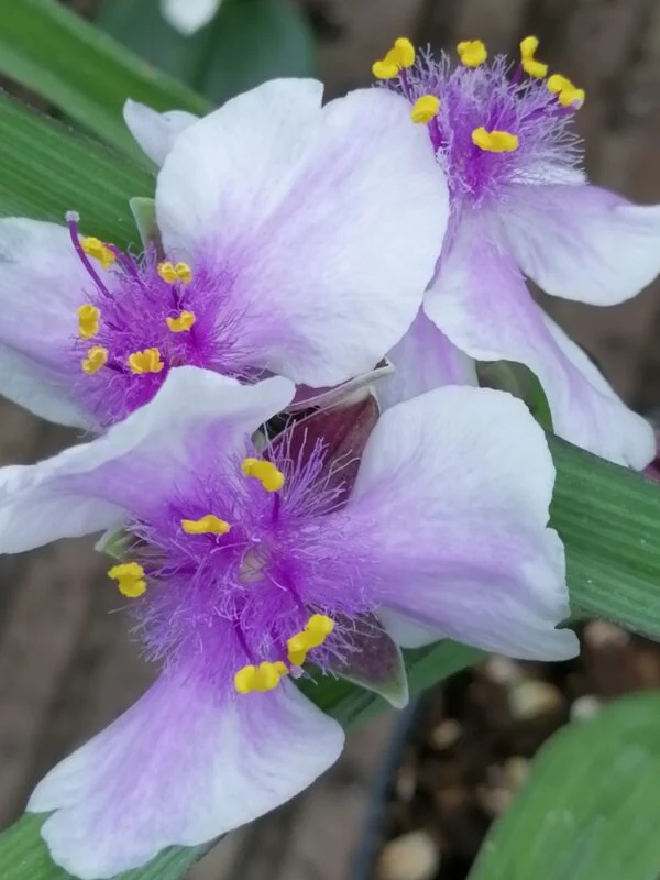 Tradescantia Bilberry Ice (Andersoniana Group), pianta da esterno