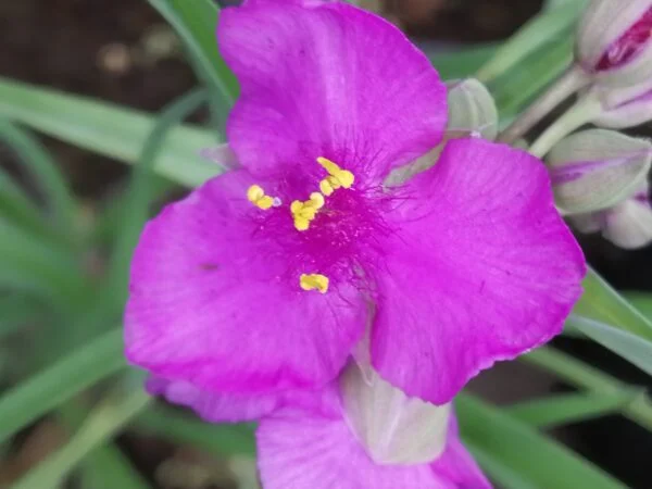 Tradescantia Bilberry Ice (Andersoniana Group), foto 2