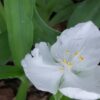 Tradescantia (Andersoniana Group) Blanca, pianta da esterno