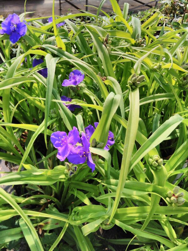 Tradescantia Concord Grape (Andersoniana Group), foto 2