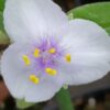 Tradescantia Innocence (Andersoniana Group), pianta da esterno