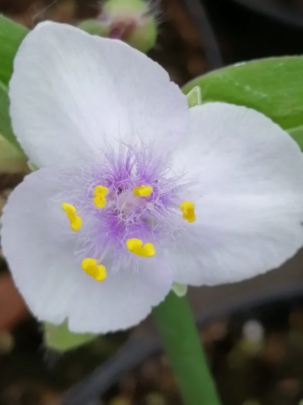Tradescantia Innocence (Andersoniana Group), pianta da esterno