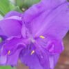 Tradescantia Zwanenburg Blue (Andersoniana Group), pianta da esterno