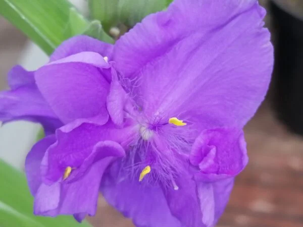 Tradescantia Zwanenburg Blue (Andersoniana Group), pianta da esterno