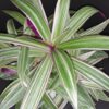 Tradescantia spathacea Dwarf  Sitara Tricolor, pianta da interno