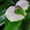 Tradescantia Maiden's Blush, pianta da interno