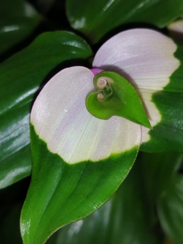 Tradescantia Maiden's Blush, pianta da interno