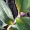 Tradescantia cerinthoides forma irsuta, pianta da interno e da esterno