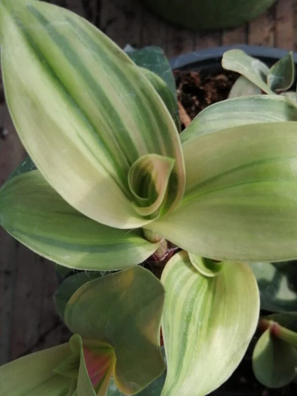 Tradescantia cerinthoides Variegata aurea, Tradescantia blossfeldiana Variegata aurea, foto 4