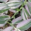 Tradescantia fluminensis Lavender, pianta da interno e da esterno