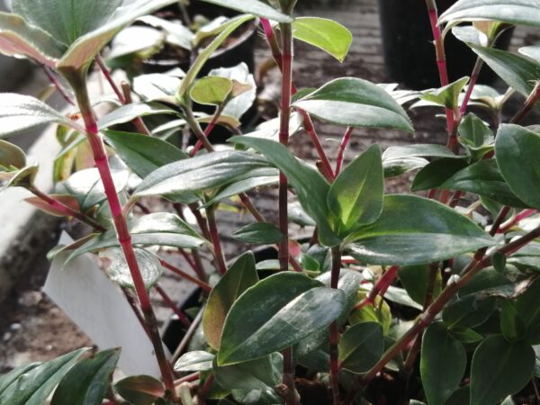 Tradescantia Green Hill, foto 2