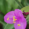 Tradescantia hirta, sin. Setcreasea villosa, pianta da interno e da esterno