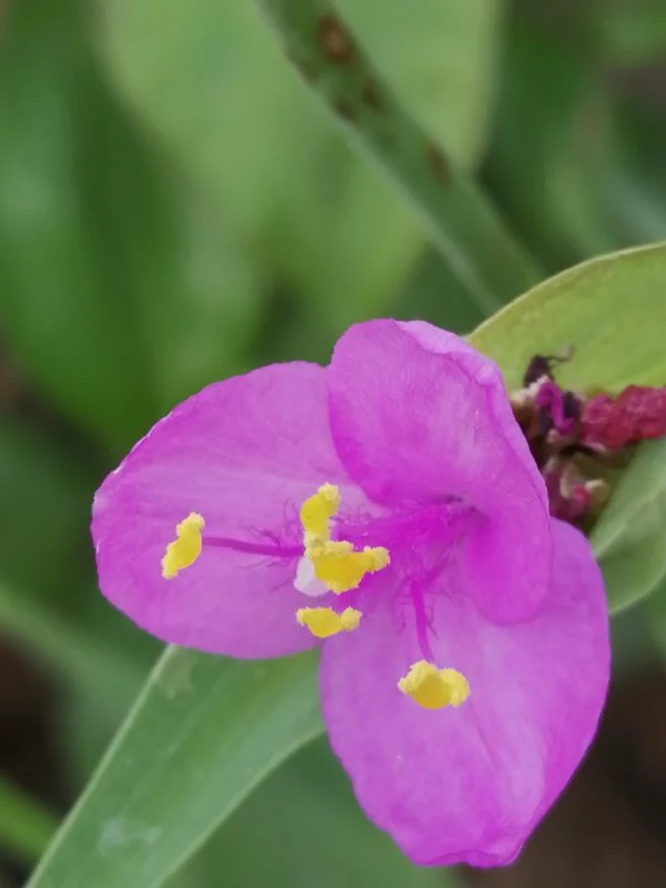 Tradescantia hirta, sin. Setcreasea villosa, pianta da interno e da esterno