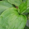Campelia zanonia sin. Tradescantia zanonia, pianta da interno