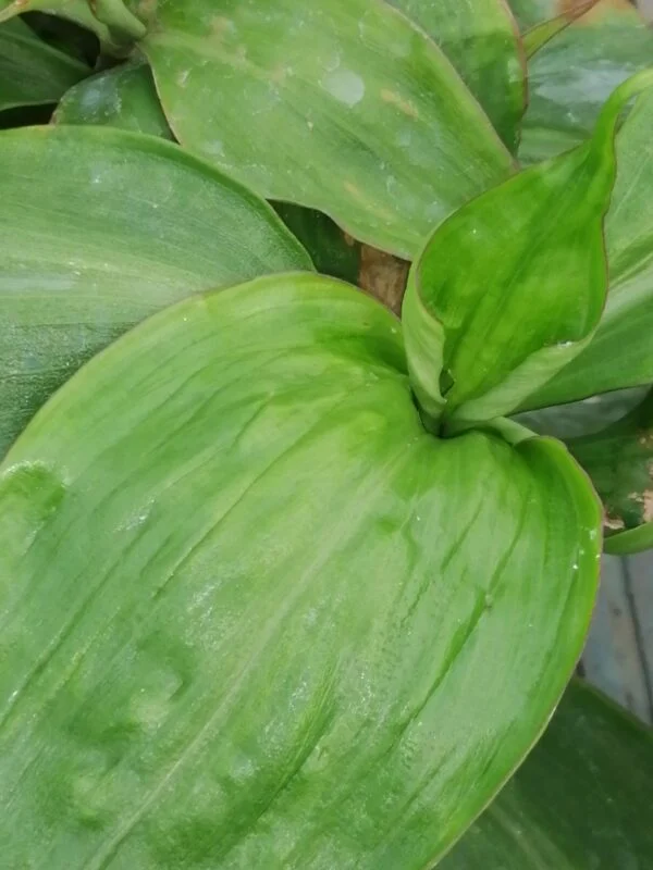 Campelia zanonia sin. Tradescantia zanonia, pianta da interno