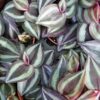 Tradescantia zebrina 'Purple Joy', pianta da interno e da esterno