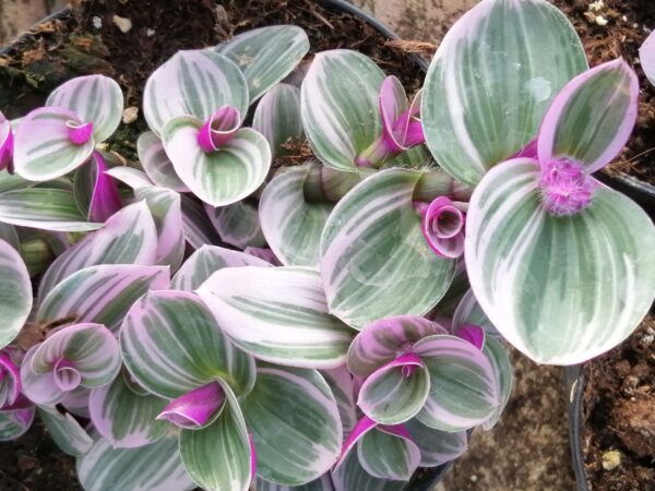 Tradescantia cerinthoides Nanouk, sin. Tradescantia Bubble Gum, foto 2