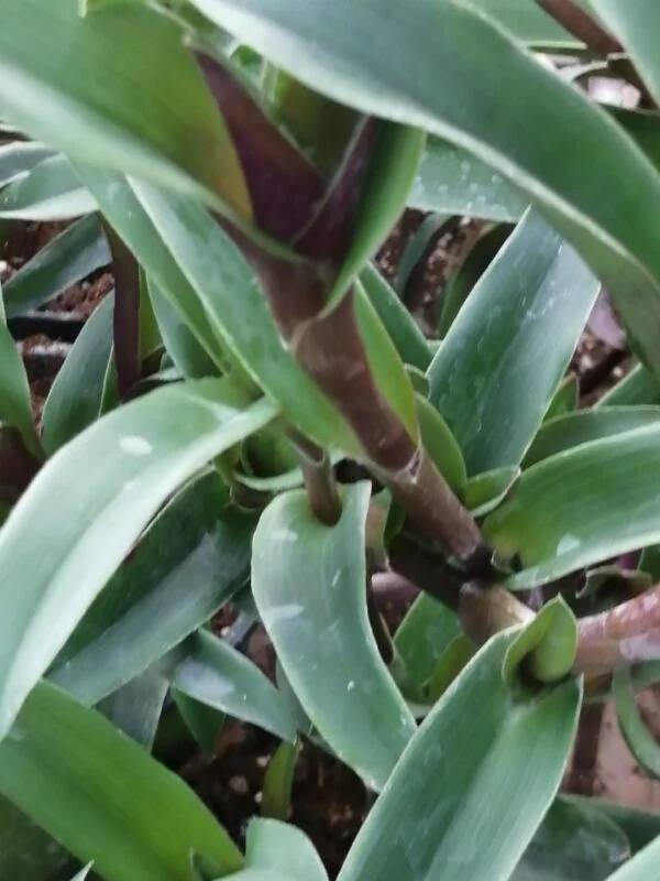 Cyanotis aracnoidea   Tradescantia aracnoidea,, foto 4