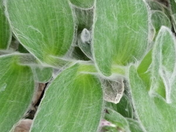 Tradescantia sillamontana, foto 2