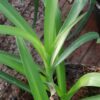 Tradescantia subaspera, pianta da esterno