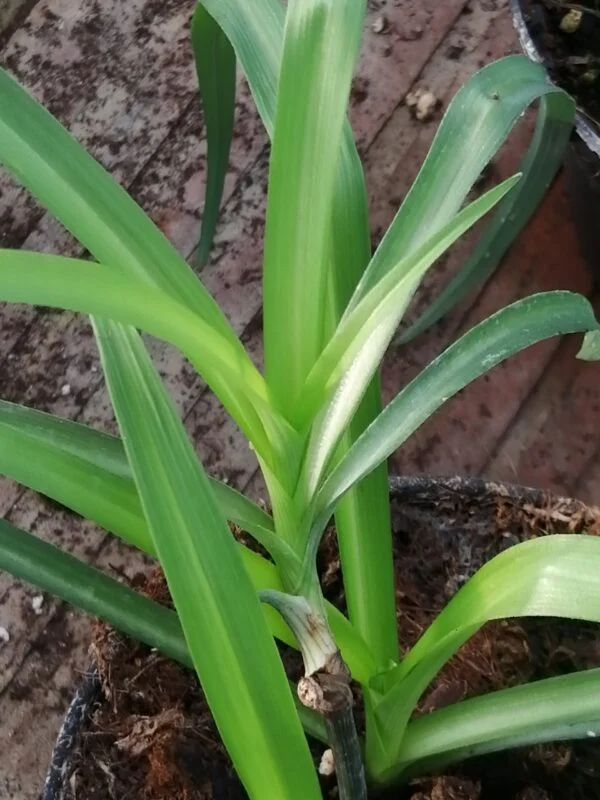 Tradescantia subaspera, pianta da esterno