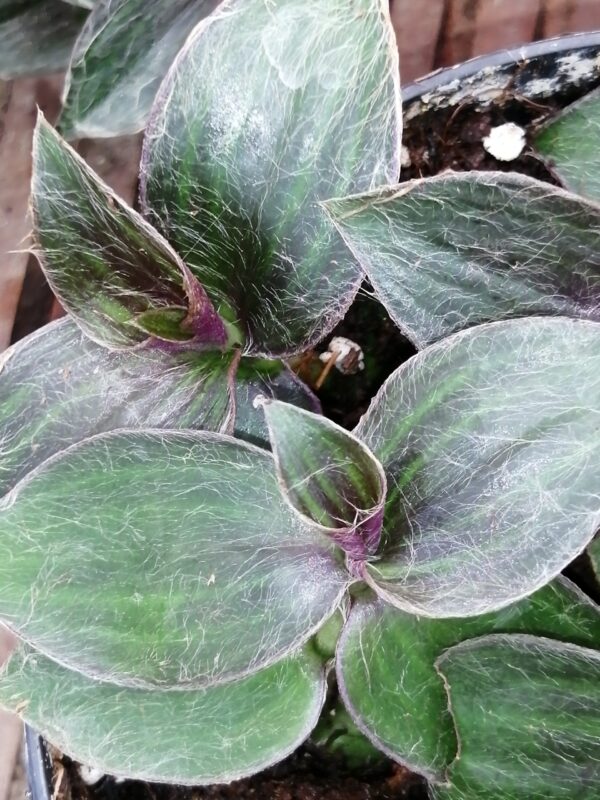 Tradescantia zebrina var. mollipila Purple Plush, foto 5