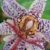 Tricyrtis hirta, pianta da esterno