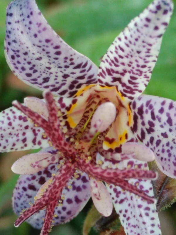 Tricyrtis hirta, pianta da esterno