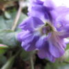 Viola di Udine, pianta da esterno