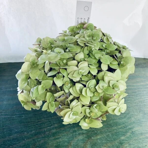 Callisia repens Yellow form, foto 4